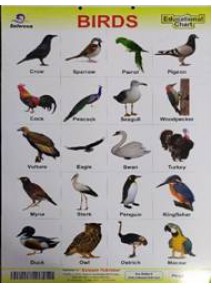 Birds Educational Chart