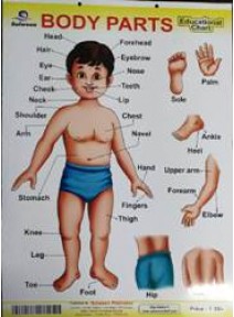 Body Parts Educational Chart