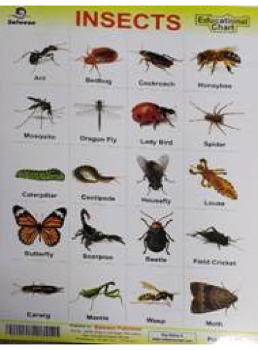 Insects Educational Chart